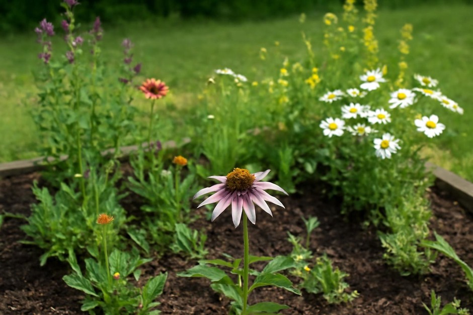 A small garden patch with flowering plants and a bee on a blossom